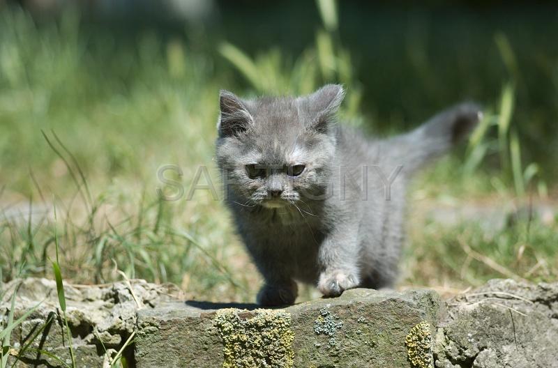 BRITISH SHORTHAIR C011.jpg